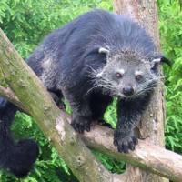 Binturong_in_Overloon.jpg