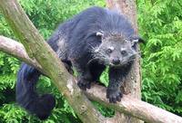 Binturong_in_Overloon.jpg