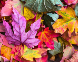 colorful autumn leaves