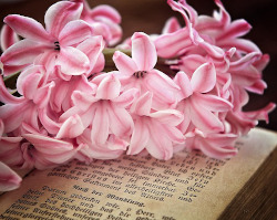 pink hyacinth flower on open book