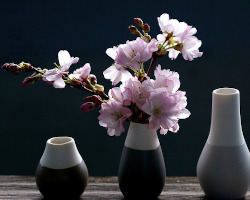 cherry blossom branch and three ceramic vases